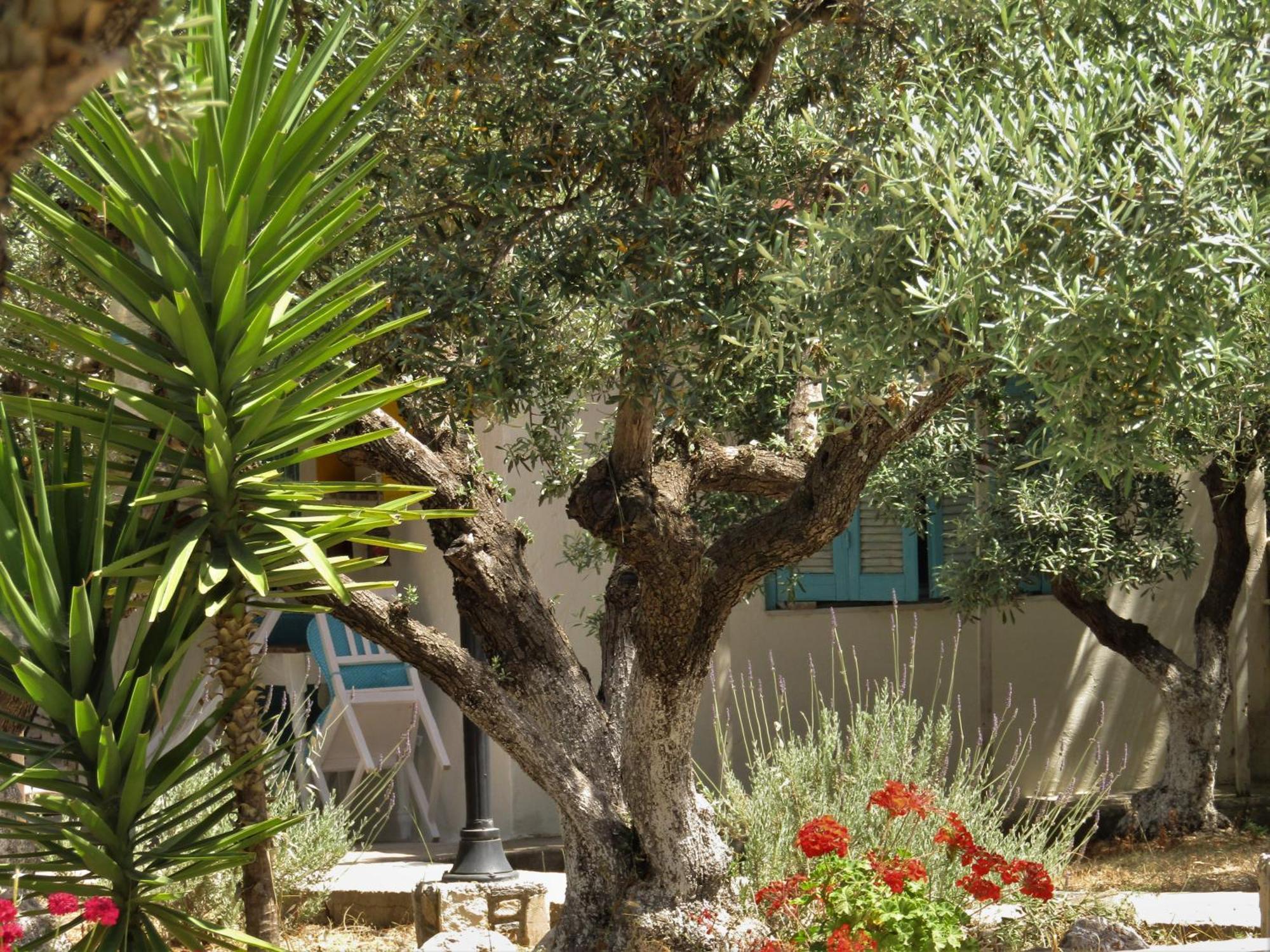 Asklipion Valley Guest House Kos-Stadt Exterior foto